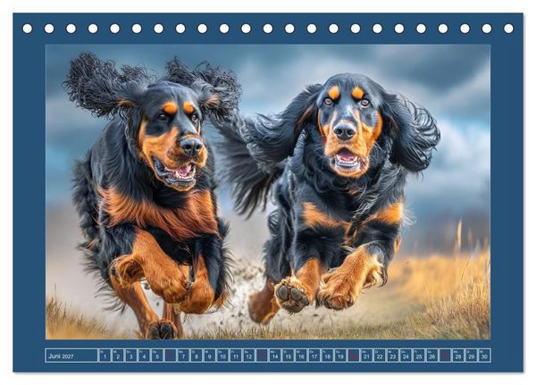 Produktbild: Gordon Setter. Edle Seelen in der Natur (Tischkalender 2027 DIN A5 quer), CALVENDO Monatskalender