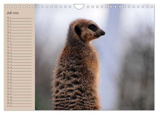 Produktbild: Erdm&auml;nnchen (Wandkalender 2026 DIN A4 quer), CALVENDO Monatskalender