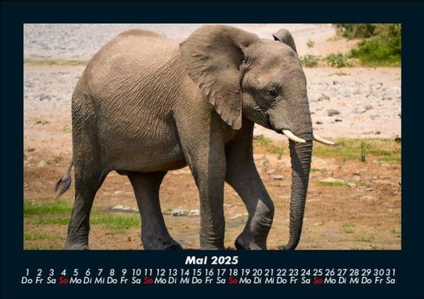 Produktbild: Der Elefantenkalender 2025 Fotokalender DIN A5