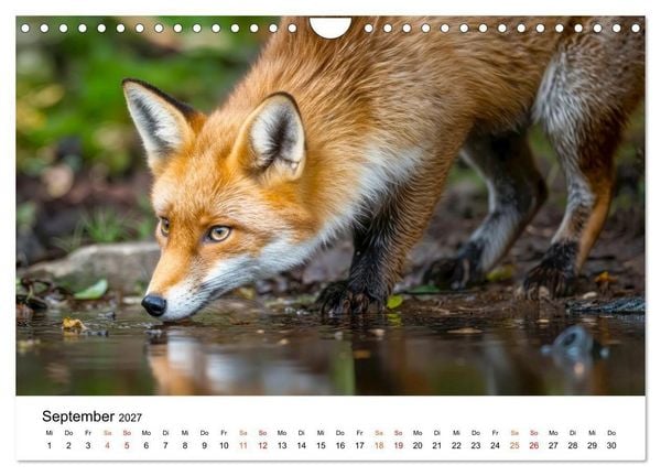 Produktbild: F&uuml;chse - Wanderer durch Moos und Farn (Wandkalender 2027 DIN A4 quer), CALVENDO Monatskalender