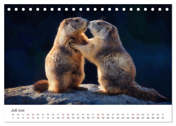 Produktbild: Alpenpl&uuml;sch - Mit Murmeltieren durchs Jahr (Tischkalender 2026 DIN A5 quer), CALVENDO Monatskalender