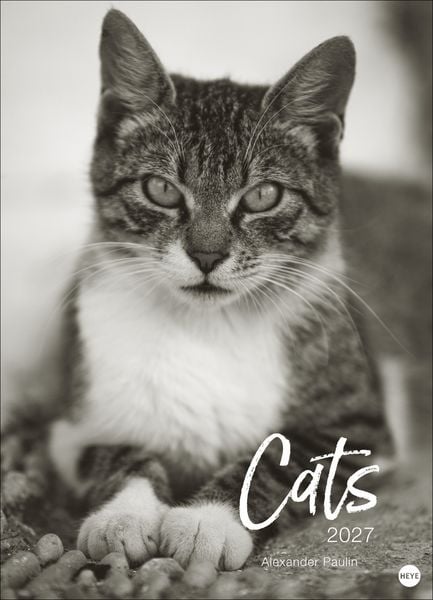 Produktbild: Cats Edition Kalender 2027