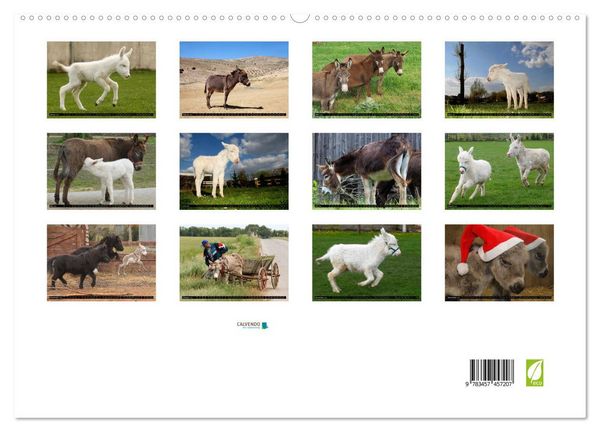 Produktbild: WIR SIND ESEL (hochwertiger Premium Wandkalender 2026 DIN A2 quer), Kunstdruck in Hochglanz