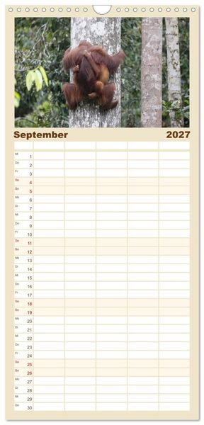 Produktbild: Familienplaner 2027 - Waldmenschen - Orang Utans auf Borneo mit 5 Spalten (Wandkalender, 21 x 45 cm) CALVENDO