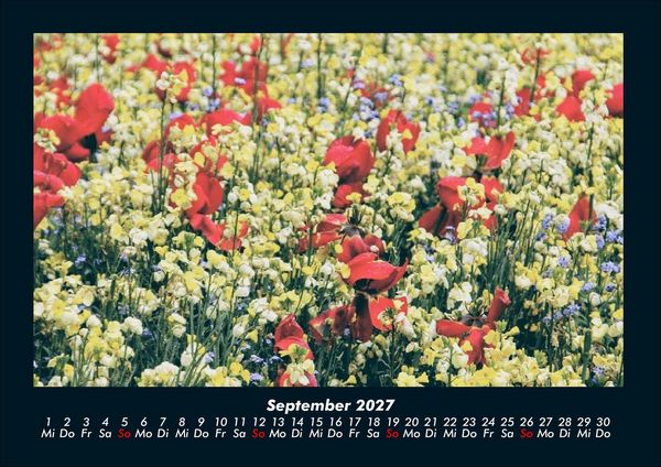 Produktbild: Blumentr&auml;ume 2027 Fotokalender DIN A4