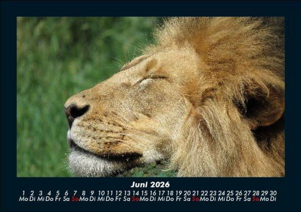 Produktbild: Tiere im Zoo 2026 Fotokalender DIN A5