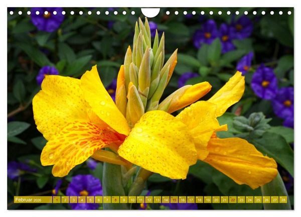Produktbild: Flower Power - Zauberhafte K&uuml;belpflanzen (Wandkalender 2026 DIN A4 quer), CALVENDO Monatskalender