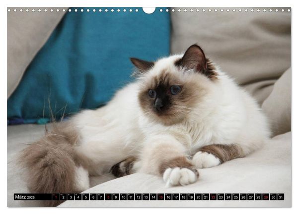 Produktbild: Heilige Birma Katzenkalender (Wandkalender 2026 DIN A3 quer), CALVENDO Monatskalender