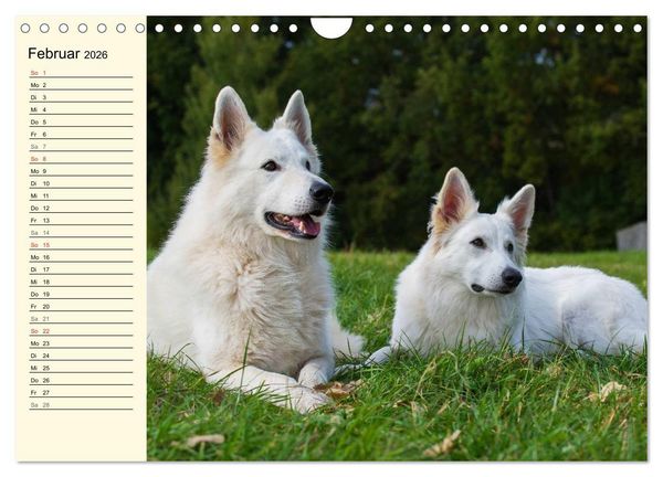 Produktbild: Wei&szlig;er Schweizer Sch&auml;ferhund - Ein Tag im Leben einer Hundefamilie (Wandkalender 2026 DIN A4 quer), CALVENDO Monatskalender