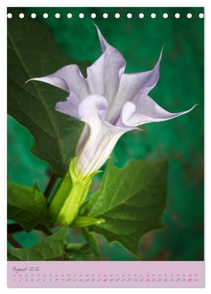 Produktbild: Brugmansia & Datura - Exotische Sch&ouml;nheiten (Tischkalender 2026 DIN A5 hoch), CALVENDO Monatskalender