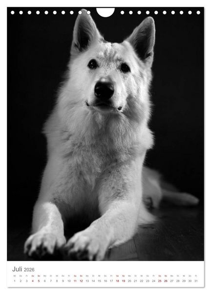 Produktbild: Fine Art Hundeportraits (Wandkalender 2026 DIN A4 hoch), CALVENDO Monatskalender