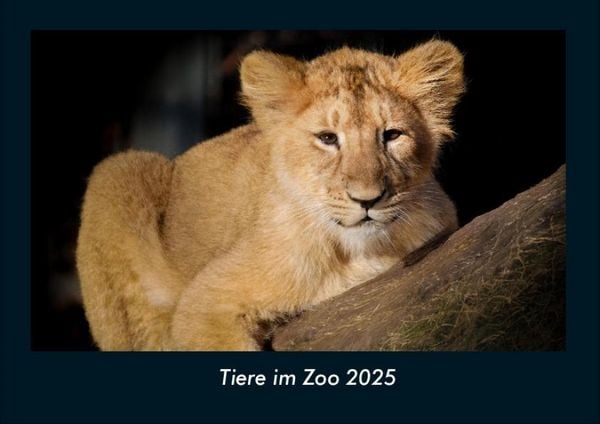 Produktbild: Tiere im Zoo 2025 Fotokalender DIN A4