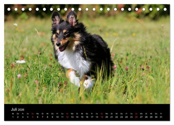 Produktbild: Shelties 2026 (Tischkalender 2026 DIN A5 quer), CALVENDO Monatskalender