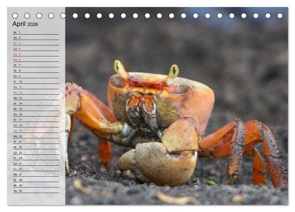 Produktbild: Krabben. Witzige Monster (Tischkalender 2026 DIN A5 quer), CALVENDO Monatskalender