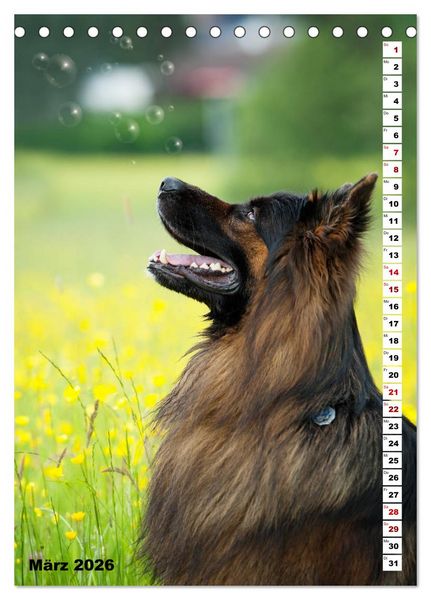 Produktbild: Sch&auml;ferhunde Langstockhaar zum verlieben (Tischkalender 2026 DIN A5 hoch), CALVENDO Monatskalender