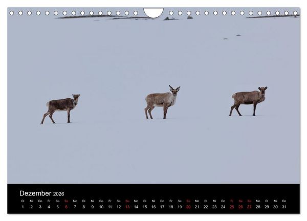 Produktbild: Tierkalender 2026 (Wandkalender 2026 DIN A4 quer), CALVENDO Monatskalender