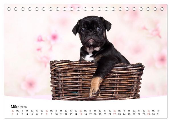 Produktbild: Bullys - Franz&ouml;sische Bulldoggen 2026 (Tischkalender 2026 DIN A5 quer), CALVENDO Monatskalender