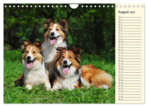 Produktbild: Border Collie 2026 (Wandkalender 2026 DIN A4 quer), CALVENDO Monatskalender