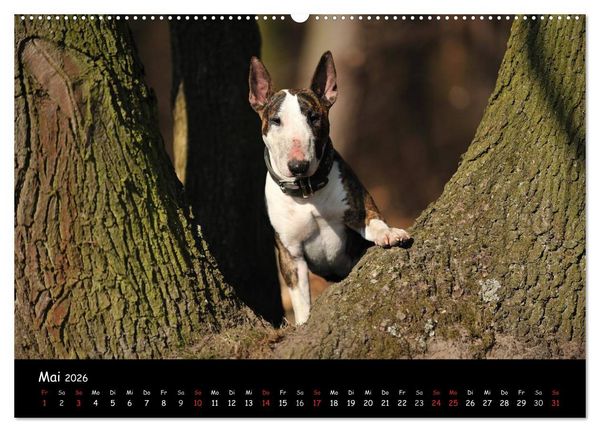 Produktbild: Bullterrier? Was sonst! (hochwertiger Premium Wandkalender 2026 DIN A2 quer), Kunstdruck in Hochglanz