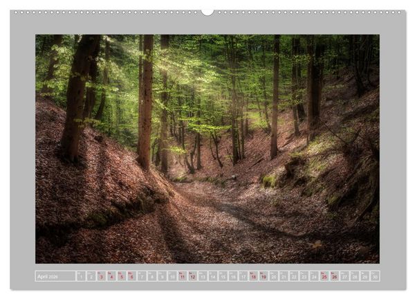 Produktbild: Wald im Licht (Wandkalender 2026 DIN A2 quer), CALVENDO Monatskalender