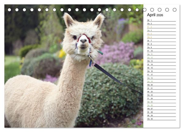Produktbild: Alpakas im Paradies (Tischkalender 2026 DIN A5 quer), CALVENDO Monatskalender