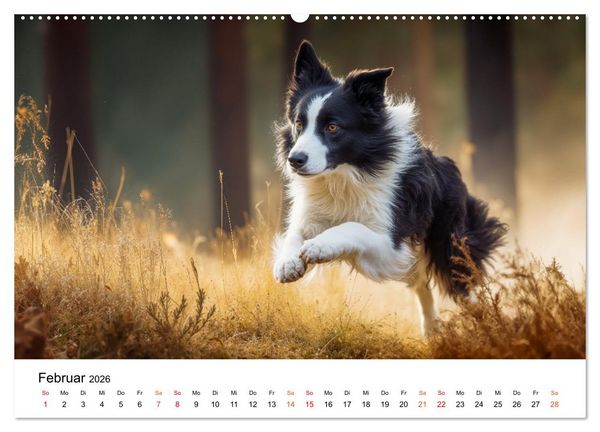 Produktbild: Border Collies H&uuml;teprofis (Wandkalender 2026 DIN A2 quer), CALVENDO Monatskalender