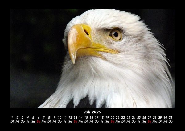 Produktbild: Adler 2025 Fotokalender DIN A3