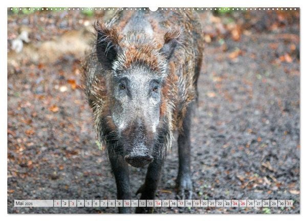 Produktbild: Wildschweine - Im Schatten des Waldes (Wandkalender 2026 DIN A2 quer), CALVENDO Monatskalender