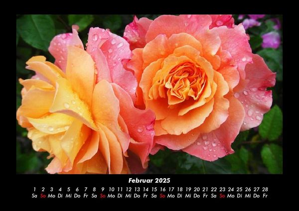 Produktbild: Blumentr&auml;ume 2025 Fotokalender DIN A3