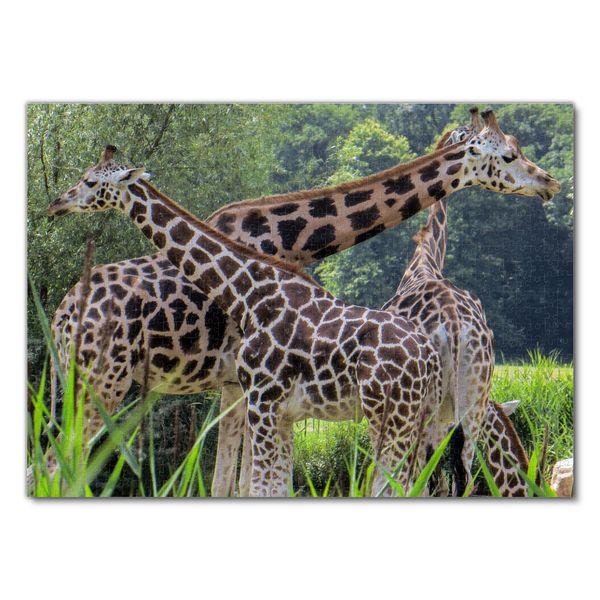 Produktbild: Lais Puzzle Giraffen 1000 Teile