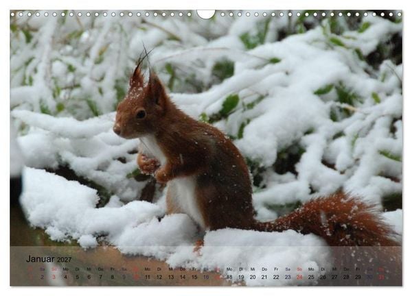 Produktbild: Spa&szlig; mit Eichh&ouml;rnchen! (Wandkalender 2027 DIN A3 quer), CALVENDO Monatskalender