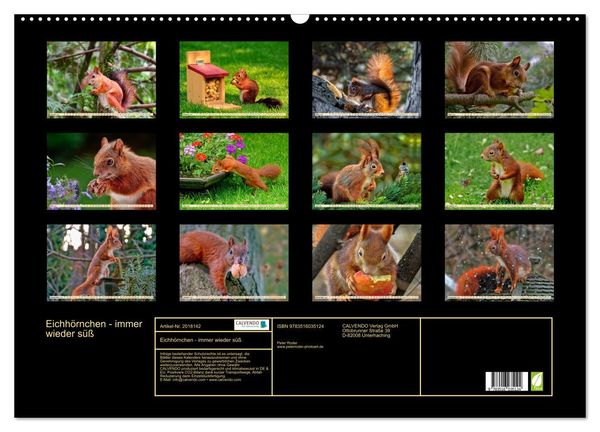 Produktbild: Eichh&ouml;rnchen - immer wieder s&uuml;&szlig; (Wandkalender 2026 DIN A2 quer), CALVENDO Monatskalender