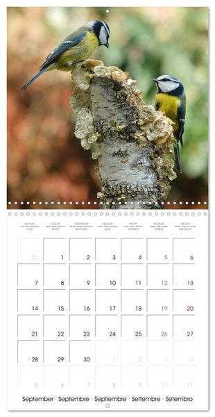 Produktbild: M&eacute;sange bleue en G&acirc;tinais (Calendrier mural carr&eacute; 2026 30x30 cm) Calendrier double avec une page pour vos prises de notes