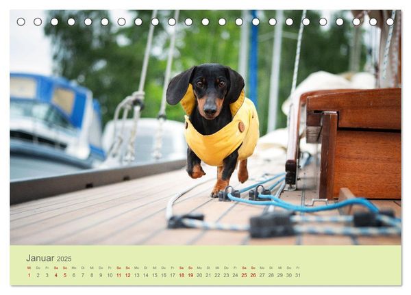 Dackel unterwegs (Tischkalender 2025 DIN A5 quer), CALVENDO Monatskalender