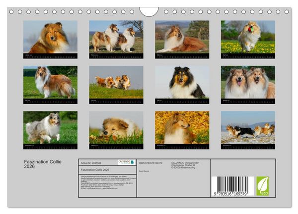 Produktbild: Faszination Collie 2026 (Wandkalender 2026 DIN A4 quer), CALVENDO Monatskalender