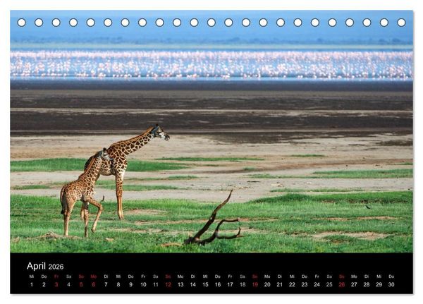 Produktbild: GIRAFFEN - Liebliche Riesen der afrikanischen Savanne (Tischkalender 2026 DIN A5 quer), CALVENDO Monatskalender