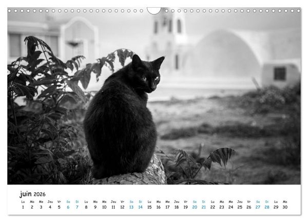 Produktbild: Chats de Santorin - Les princes d'Oia en noir et blanc (Calendrier mural 2026 DIN A3 vertical), CALVENDO calendrier mensuel