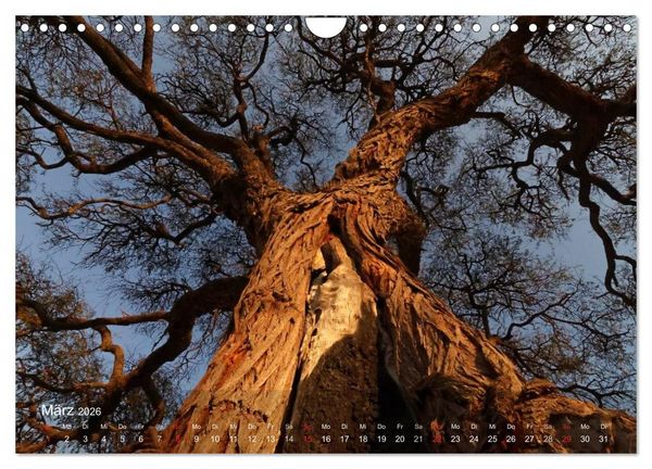 Produktbild: Afrikanische B&auml;ume (Wandkalender 2026 DIN A4 quer), CALVENDO Monatskalender