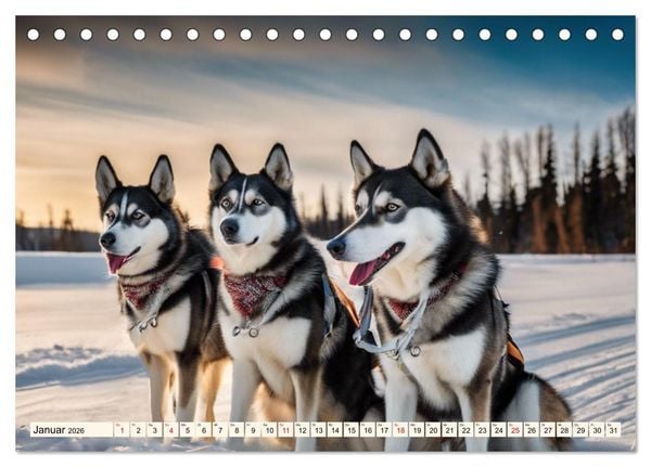 Produktbild: Siberian Huskies - die Extremsportler (Tischkalender 2026 DIN A5 quer), CALVENDO Monatskalender