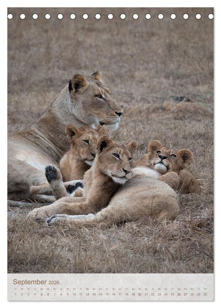Produktbild: L&ouml;wen in Sabi Sands (Tischkalender 2026 DIN A5 hoch), CALVENDO Monatskalender