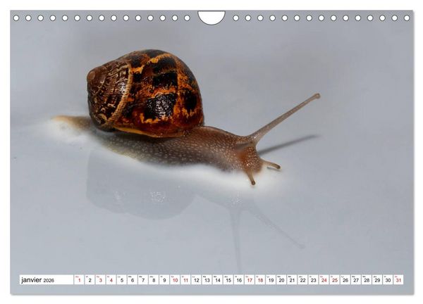 Produktbild: Admirons les escargots (Calendrier mural 2026 DIN A4 vertical), CALVENDO calendrier mensuel