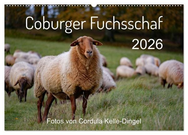 Produktbild: Coburger Fuchsschaf (Wandkalender 2026 DIN A2 quer), CALVENDO Monatskalender