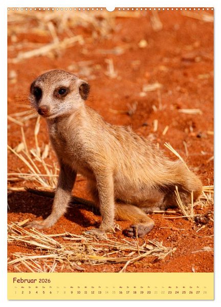 Produktbild: Erdm&auml;nnchen - Eine Kolonie in der Kalahari (hochwertiger Premium Wandkalender 2026 DIN A2 hoch), Kunstdruck in Hochglanz