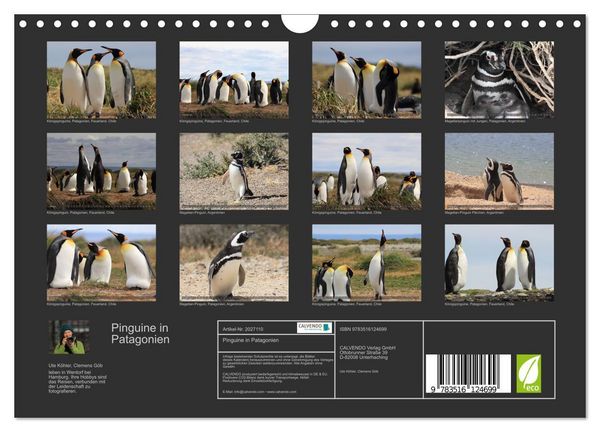 Produktbild: Pinguine in Patagonien (Wandkalender 2026 DIN A4 quer), CALVENDO Monatskalender
