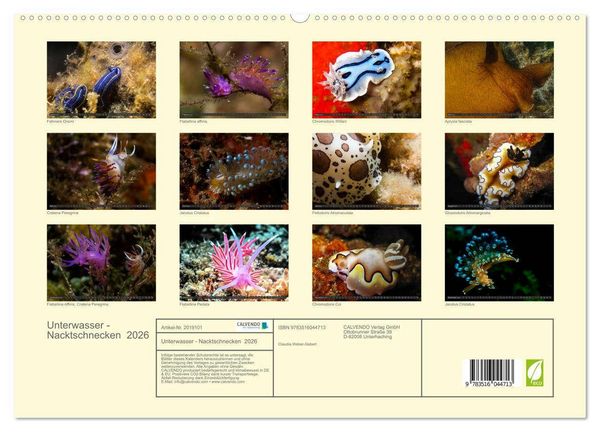 Produktbild: Unterwasser - Nacktschnecken 2026 (hochwertiger Premium Wandkalender 2026 DIN A2 quer), Kunstdruck in Hochglanz