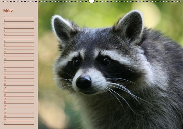 Produktbild: Waschb&auml;ren / Geburtstagskalender (Wandkalender immerw&auml;hrend DIN A2 quer)
