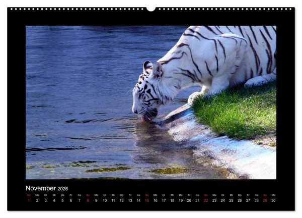 Produktbild: Welt der Katzen - Tiger (hochwertiger Premium Wandkalender 2026 DIN A2 quer), Kunstdruck in Hochglanz