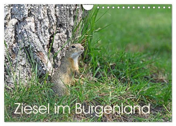 Produktbild: Ziesel im Burgenland (Wandkalender 2026 DIN A4 quer), CALVENDO Monatskalender