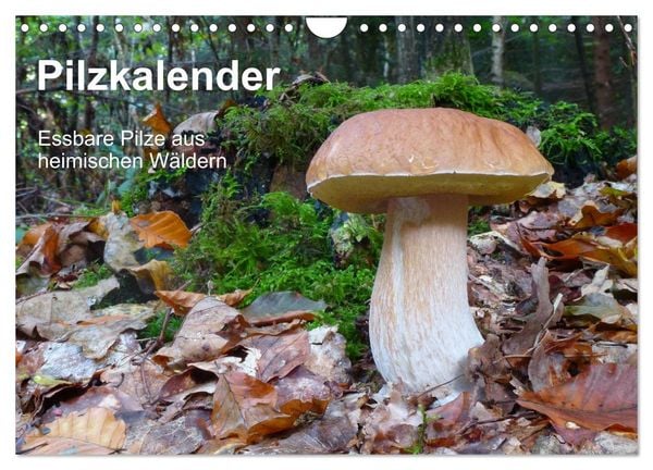 Produktbild: Pilzkalender (Wandkalender 2026 DIN A4 quer), CALVENDO Monatskalender