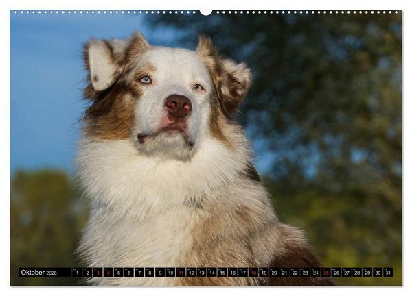Produktbild: Bekannt wie ein bunter Hund. Australian Shepherd (Wandkalender 2026 DIN A2 quer), CALVENDO Monatskalender